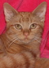 Opie - Photo 1