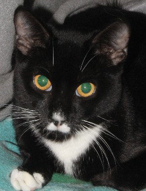 CHARLIE - Domestic Short Hair available for adoption