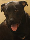 Buck - Photo 1