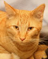 Franklin - Photo 1