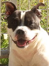 Champ - Photo 1