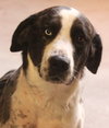 Jake - Photo 1