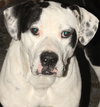 Rambo - Photo 1
