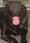 Sammy - Photo 1