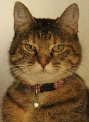 SANDY - Domestic Short Hair available for adoption
