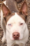 Cochise - Photo 1