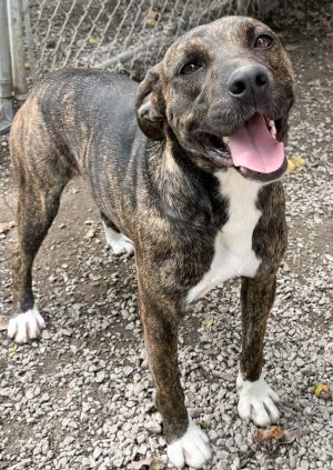 picture of the dog needing adoption