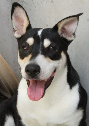Lorenzo Image