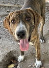 Brindle - Photo 1