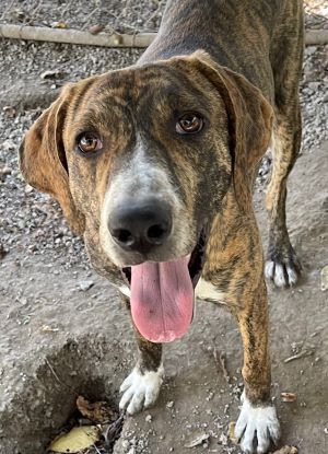 Brindle