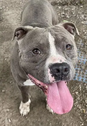 Felony - Pit Bull Terrier