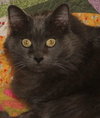 Kit - Photo 1