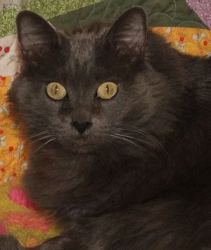 Kit