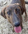 Ralphie - Photo 1