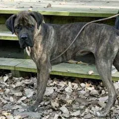 Bailey - Mastiff