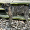 Bailey - Photo 1