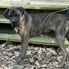 picture of the dog needing adoption