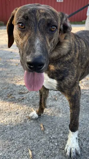 Bridget - American Foxhound
