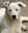 Spot - Photo 1