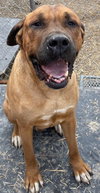 Drako - Photo 1