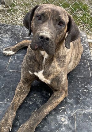 picture of the dog needing adoption