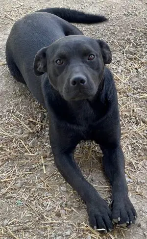 Colt - Labrador Retriever