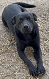 Colt - Photo 1