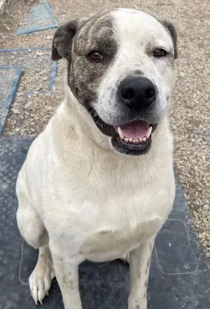 Goose - Pit Bull Terrier