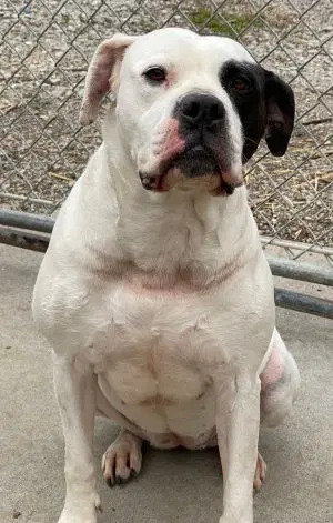 Nofka - Pit Bull Terrier