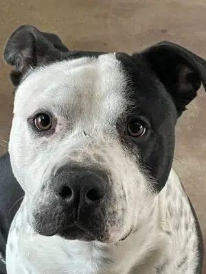 Roady - Pit Bull Terrier