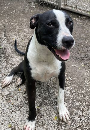 picture of the dog needing adoption