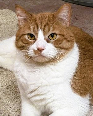 picture of the cat needing adoption