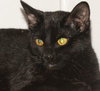 Gargamel - Photo 1