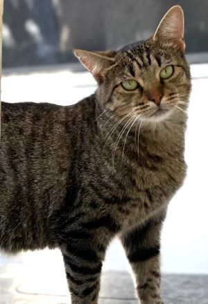 picture of the cat needing adoption