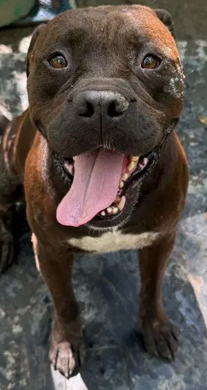 Leonard - Pit Bull Terrier