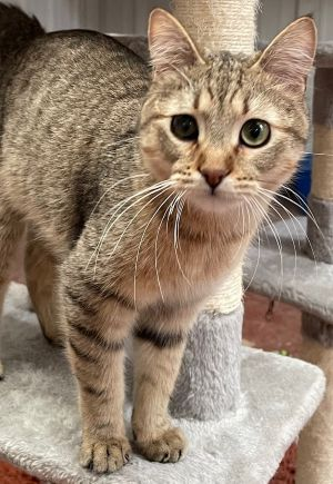 picture of the cat needing adoption