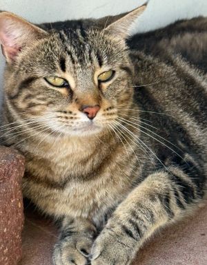 Missy Image