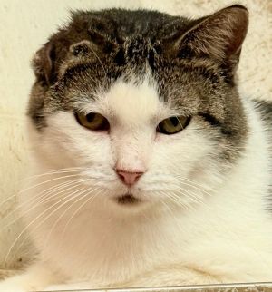 picture of the cat needing adoption