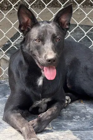 Glock - Shepherd