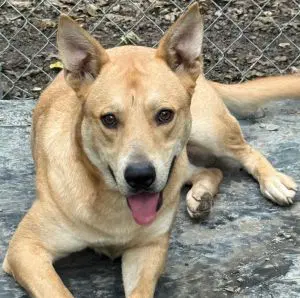 Bullet - Shepherd