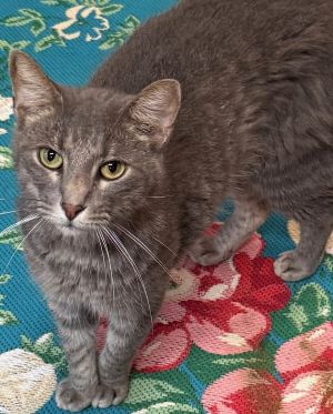 picture of the cat needing adoption
