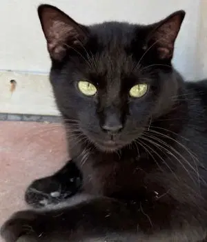 Licorice - Domestic Short Hair