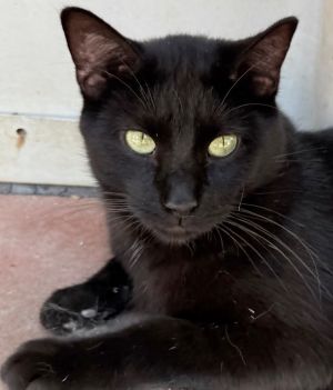 picture of the cat needing adoption