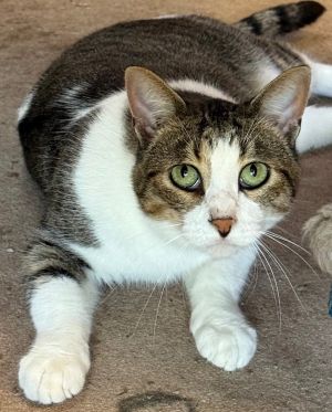 picture of the cat needing adoption