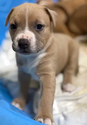 Kenny - Labrador Retriever