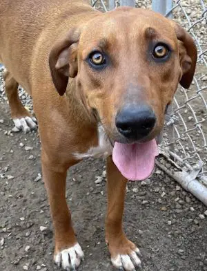 Pretty - Hound