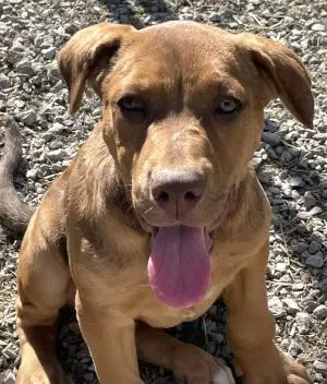 Kylee - Labrador Retriever