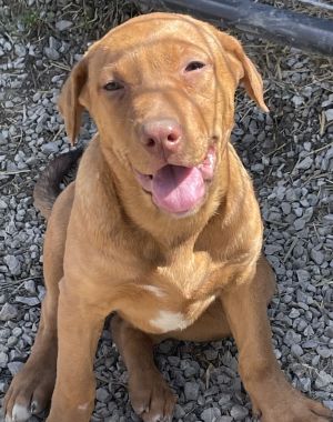 Kali, an adoptable Labrador Retriever in Savannah, MO
