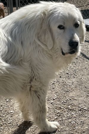Butch, an adoptable Great Pyrenees in Savannah, MO