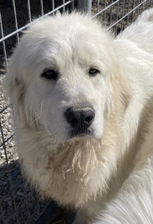 Sundance, an adoptable Great Pyrenees in Savannah, MO